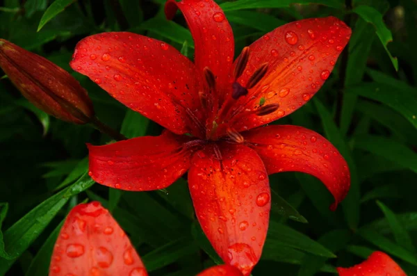 Lilium Bulbiferum Распространённые Названия Оранжевая Лилия Огненная Лилия Тигровая Лилия — стоковое фото