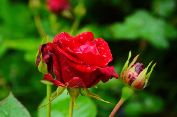 红玫瑰花 水滴在绿草的背景上 新鲜的紫红色花园在绿色的背景上升起 玫瑰花园公园 神奇的红玫瑰 — 图库照片