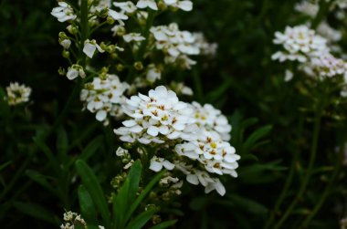 Küçük beyaz çiçekli iyimser arkaplan