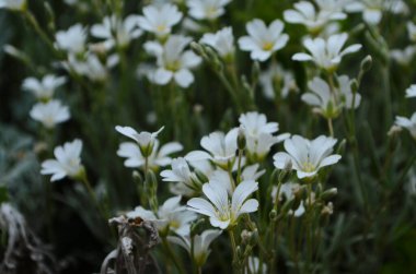 Küçük beyaz çiçekli iyimser arkaplan