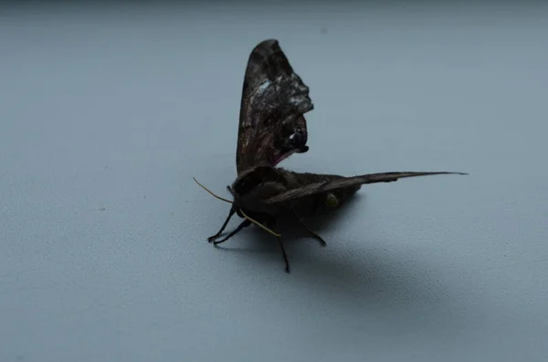 大きな蝶のベッド藁鷹蛾 白い上に隔離されたガリウムスフィンクス — ストック写真