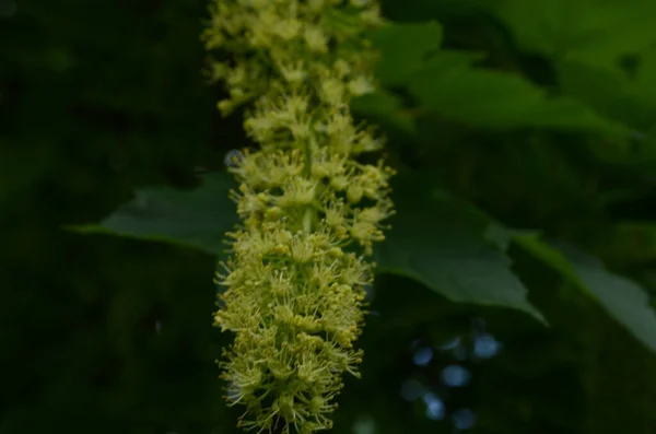 Λουλούδια Maple Blossom Την Αυγή Ζεστό Ήλιο — Φωτογραφία Αρχείου