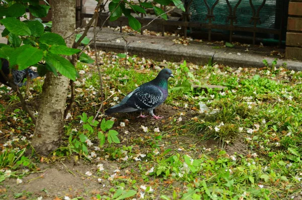 Pigeon Marche Dans Parc — Photo