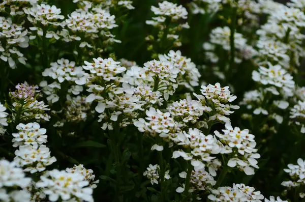 Optimistic Background Small White Flowers — Stock Photo, Image