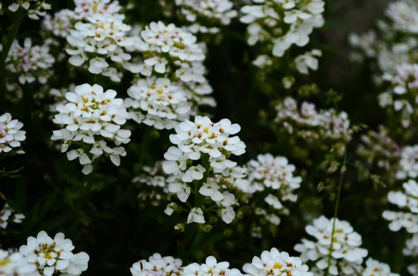 Optymistyczne Tło Małymi Białymi Kwiatami — Zdjęcie stockowe