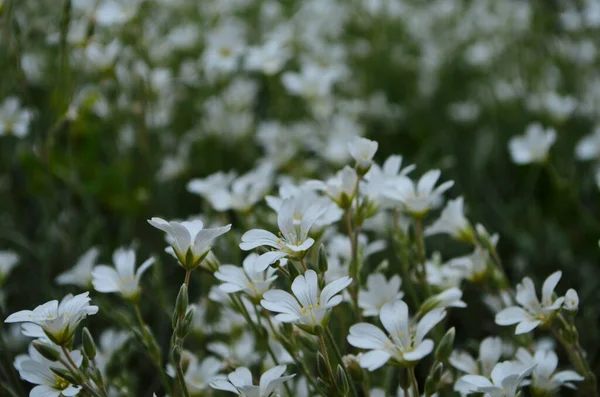 Optymistyczne Tło Małymi Białymi Kwiatami — Zdjęcie stockowe