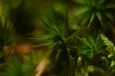 Ormanda ilk bahar yosunları filizleniyor. Taze yosun Polytrichum komünü kapatın. Makro fotoğraf.