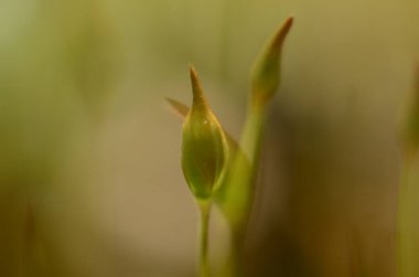 Ormanda ilk bahar yosunları filizleniyor. Taze yosun Polytrichum komünü kapatın. Makro fotoğraf.