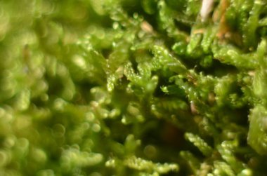 Ormanda ilk bahar yosunları filizleniyor. Taze yosun Polytrichum komünü kapatın. Makro fotoğraf.