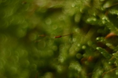 Ormanda ilk bahar yosunları filizleniyor. Taze yosun Polytrichum komünü kapatın. Makro fotoğraf.