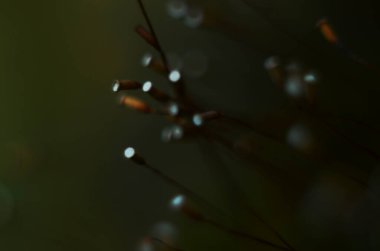 Ormanda ilk bahar yosunları filizleniyor. Taze yosun Polytrichum komünü kapatın. Makro fotoğraf.