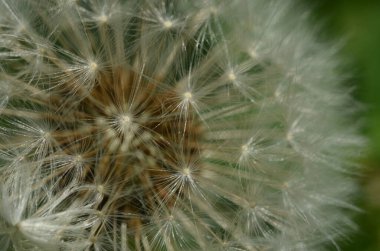 Karahindiba Detayları. Karahindiba üzerindeki çiğ damlaları. Damlalar. Makro fotoğraf. Yağmur damlaları. Olgun karahindiba tohumları. Beyaz hava şemsiyelerine damlatıyor. Karahindiba tohumları saçıldı. Yansıma damla