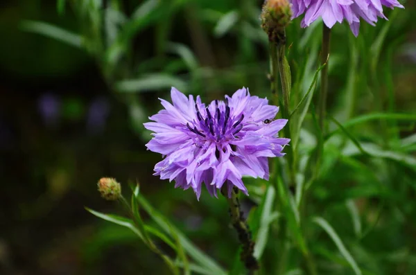 Knapweed Μπλε Λουλούδι Στον Κήπο Πράσινο Κοντά — Φωτογραφία Αρχείου