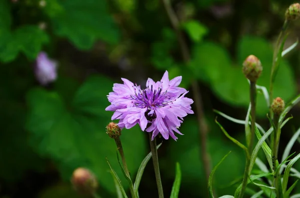 Knapweed Mavi Çiçek Bahçede Yeşil Yakın Yakın — Stok fotoğraf