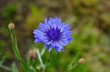 Knapweed mavi çiçek bahçede yeşil, yakın yakın.