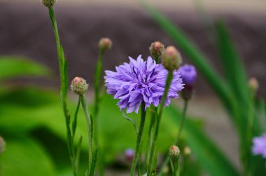 Knapweed mavi çiçek bahçede yeşil, yakın yakın.