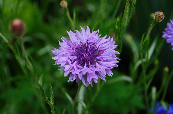 knapweed blue flower in the garden green, close up.