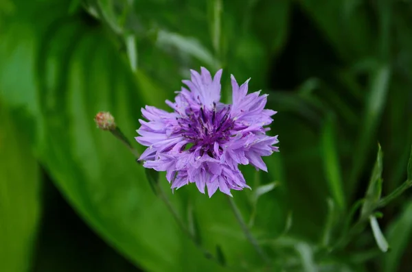 Knapweed Μπλε Λουλούδι Στον Κήπο Πράσινο Κοντά — Φωτογραφία Αρχείου