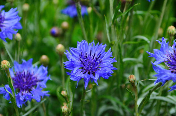 knapweed blue flower in the garden green, close up.