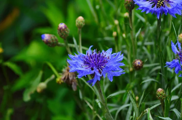 Knapweed Flor Azul Jardim Verde Close — Fotografia de Stock