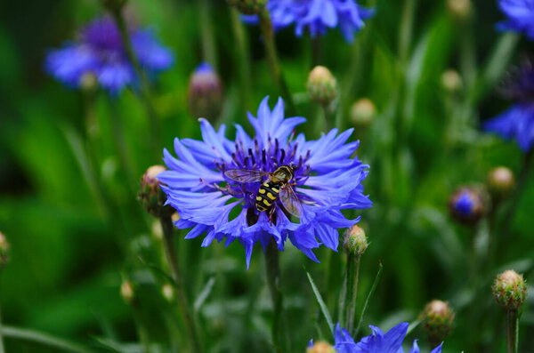 knapweed blue flower in the garden green, close up.