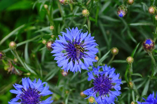 Knapweed Blue Flower Garden Green Close — Stock Photo, Image