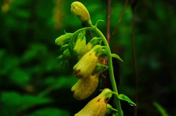 Foxhandske Digitalis Purpurea Trädgården Nära Håll — Stockfoto