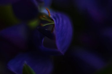 Menekşe çiçekli Lupinus. Lupin çiçeğinin Macro manzaralı fotoğrafı. Mor çiçekli baklagiller familyasından otçul bitkiler. Yaban çiçeği. Ürününüzün sunumu için çiçek dekoru