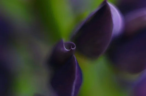 Lupinus Met Violette Bloemen Bloeien Macro Weergave Foto Van Lupine — Stockfoto