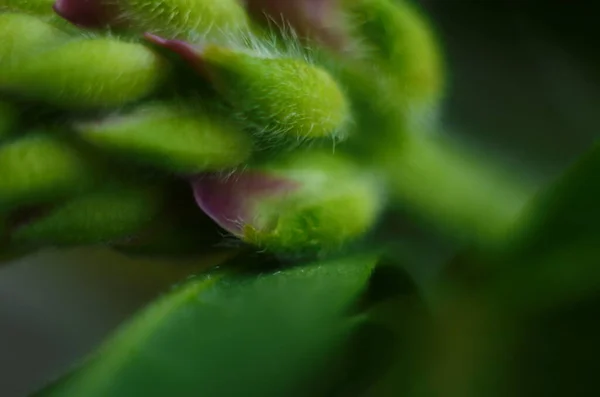 红豆杉 开紫罗兰花 从宏观上看红豆花的照片 豆科草本植物 开紫色花 展示您产品的花卉装饰 — 图库照片