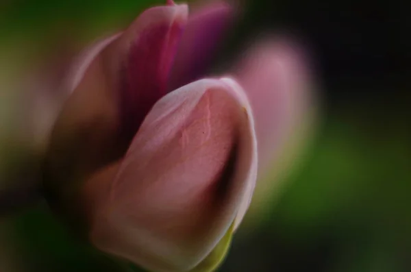 红豆杉 开紫罗兰花 从宏观上看红豆花的照片 豆科草本植物 开紫色花 展示您产品的花卉装饰 — 图库照片
