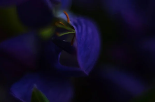 Lupinus Com Flores Violetas Florescem Macro Vista Foto Flor Tremoço — Fotografia de Stock