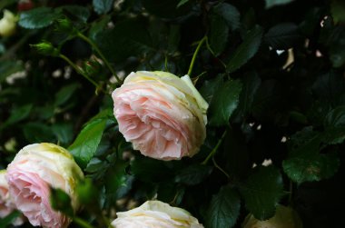 Bahçede çiçek açan güzel beyaz güller