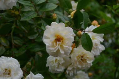 Bahçede çiçek açan güzel beyaz güller