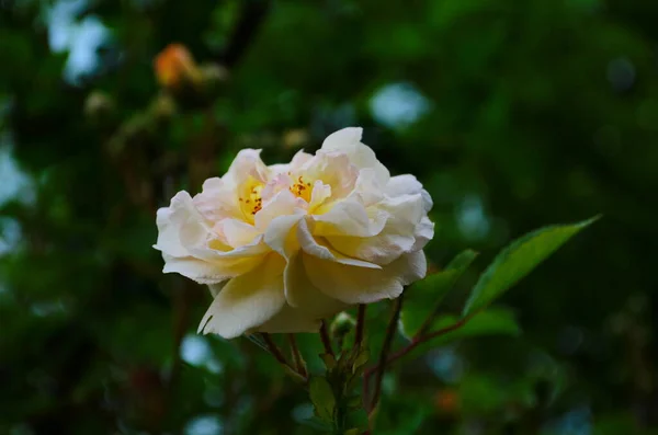 Piękne Białe Róże Pełnym Rozkwicie Ogrodzie — Zdjęcie stockowe