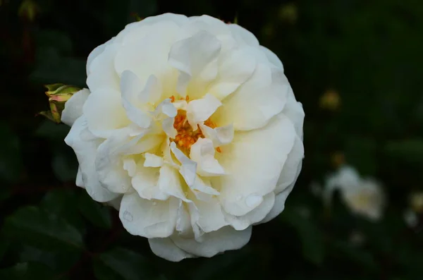 Belles Roses Blanches Pleine Floraison Dans Jardin — Photo