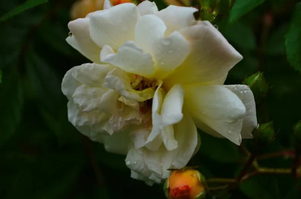 Beautiful White Roses Full Bloom Garden — Stock Photo, Image