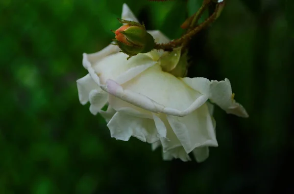 Schöne Weiße Rosen Voller Blüte Garten — Stockfoto