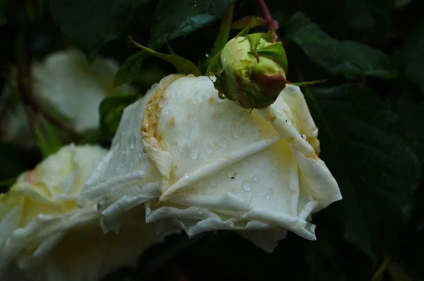 庭で満開の美しい白いバラ — ストック写真
