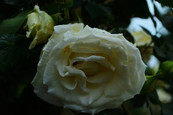 Lindas Rosas Brancas Plena Floração Jardim — Fotografia de Stock