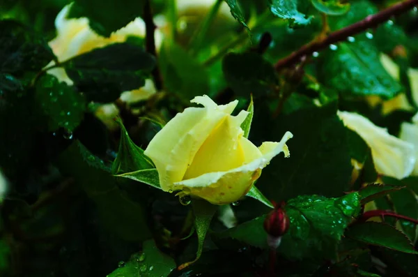 Belles Roses Blanches Pleine Floraison Dans Jardin — Photo