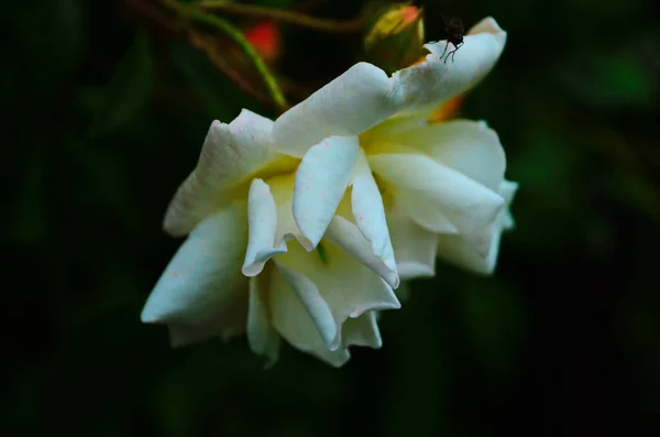 Hermosas Rosas Blancas Plena Floración Jardín — Foto de Stock