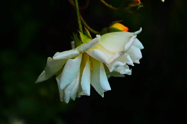 Beautiful White Roses Full Bloom Garden — Stock Photo, Image