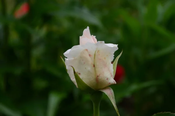 Belles Roses Blanches Pleine Floraison Dans Jardin — Photo