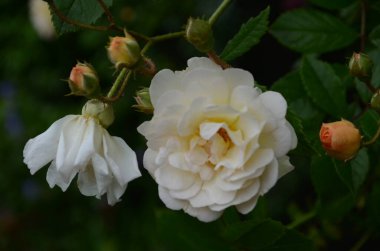 Bahçede çiçek açan güzel beyaz güller