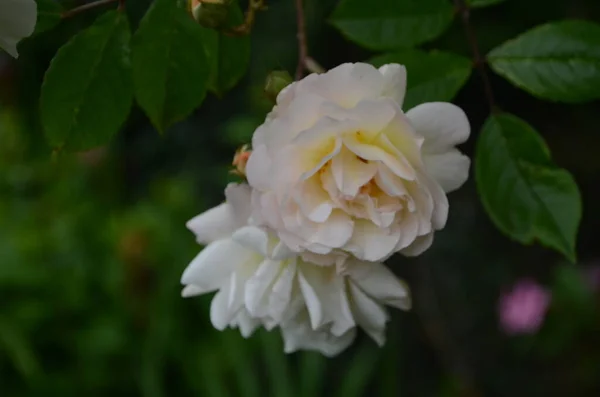Lindas Rosas Brancas Plena Floração Jardim — Fotografia de Stock