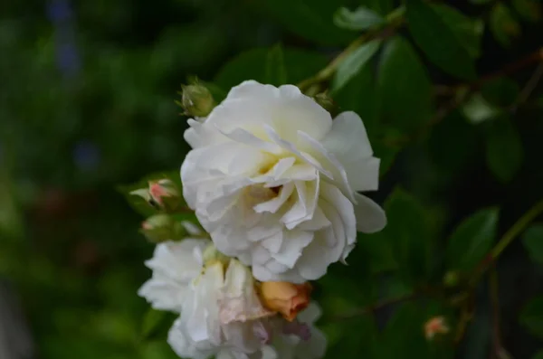 Gyönyörű Fehér Rózsák Teljes Virágban Kertben — Stock Fotó