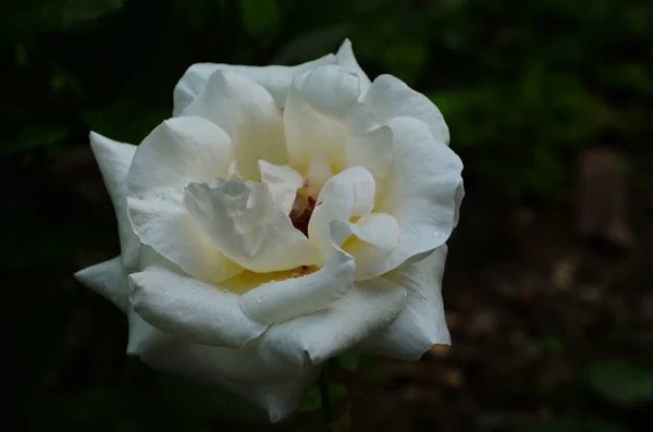 Belle Rose Bianche Piena Fioritura Giardino — Foto Stock