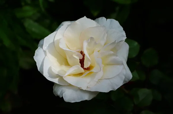 美丽的白玫瑰在花园里盛开 — 图库照片