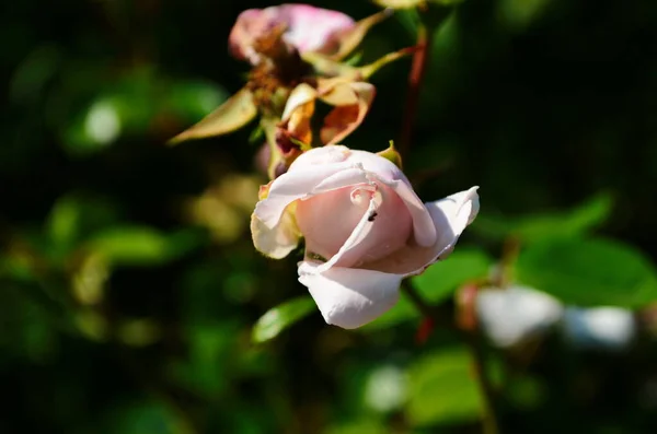 Belles Roses Blanches Pleine Floraison Dans Jardin — Photo